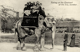 Greater London. Zoological garden, riding on the Elephant, 1910