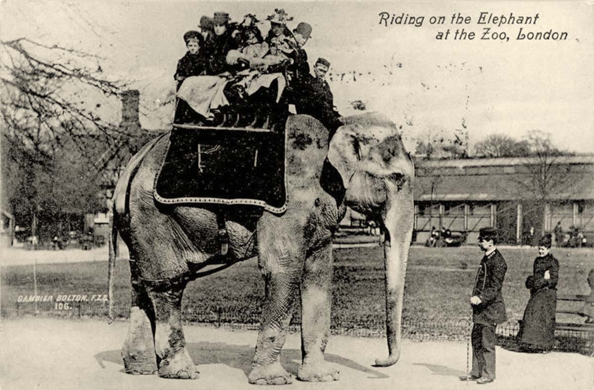 London. Zoological garden, riding on the Elephant, 1910